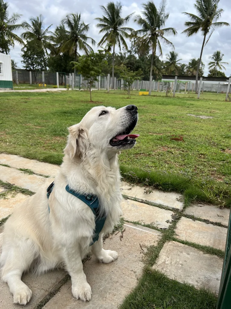 Showing Up With My Pooch and Feeling the Excitement